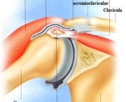 Conheça a Cinesiologia da Articulação do Ombro (7)