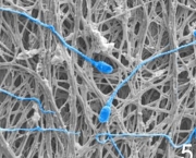 contraceptivo-de-nanofibras-3