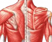 Contratura Muscular da Escápula (2)