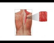 Contratura Muscular da Escápula (11)