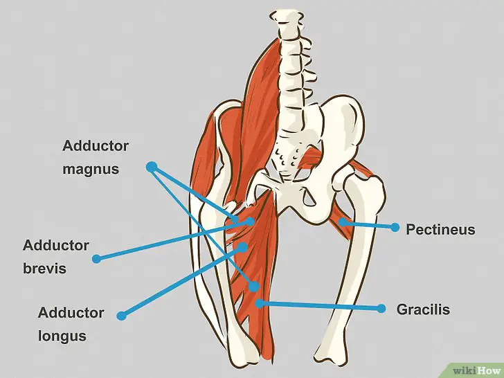 Groin Muscle Anatomy : Men's Groin Pain: What's So HIP About It