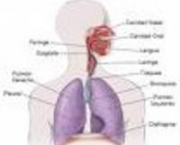 foto-enfisema-pulmonar-12