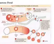 Eritroblastose Fetal (3)