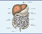 gastroenterologia.jpg