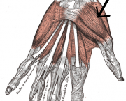 Flexor Superficial dos Dedos - Inervação (1)