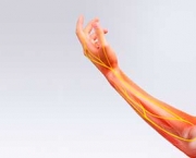 Flexor Superficial dos Dedos - Inervação (13)