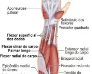 Flexor Superficial dos Dedos - Origem, Inserção e Ação (1)