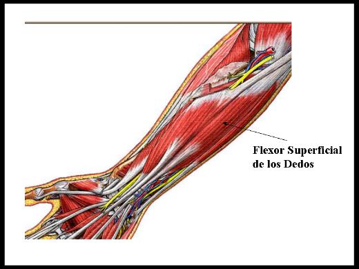 Flexor Superficial Dos Dedos Origem Inser O E A O Sa De Cultura Mix