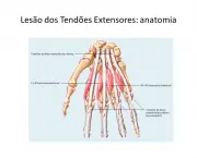 Lesão dos Tendões Extensores: anatomia
