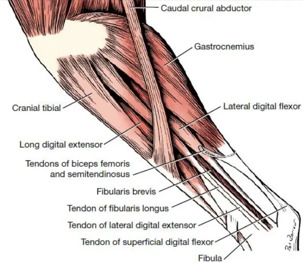 Flexor Superficial Dos Dedos Origem Inser O E A O Sa De Cultura Mix