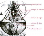 foto-fortalecimento-da-musculatura-do-assoalho-pelvico-01