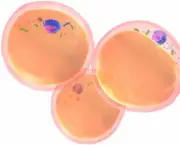 Funcionamento das Células Gordurosas no Organismo (1)