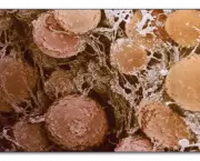 Funcionamento das Células Gordurosas no Organismo (2)
