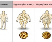 Funcionamento das Células Gordurosas no Organismo (3)
