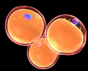 Funcionamento das Células Gordurosas no Organismo (6)