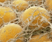 Funcionamento das Células Gordurosas no Organismo (8)