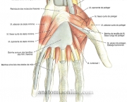 Músculo Flexor Superficial dos Dedos (1)