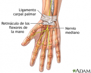 Músculo Flexor Superficial dos Dedos (1)