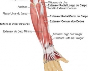 EBCore2008/human anatomy/musculoskeletal system/posterior muscles of the forearm/omuscles044j4/600 x 470/9/20/2008/cmmccabe