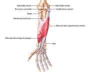 Músculo Flexor Superficial dos Dedos (5)