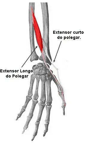 Músculo Flexor Superficial Dos Dedos | Saúde - Cultura Mix