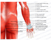 Músculo Flexor Superficial dos Dedos (6)