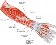 Músculo Flexor Superficial dos Dedos (7)