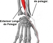 Músculo Flexor Superficial dos Dedos (8)