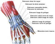 Músculo Flexor Superficial dos Dedos (10)