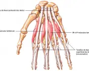 Músculo Flexor Superficial dos Dedos (12)