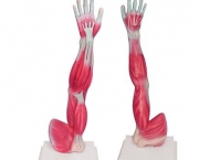 Músculo Flexor Superficial dos Dedos (13)