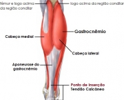 Músculo Gastrocnêmio Medial (1)