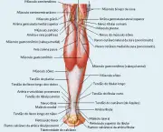 Músculo Gastrocnêmio Medial (8)
