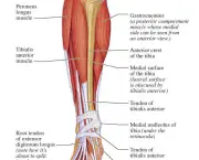 Músculo Tibial Anterior (1)