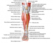 Músculo Tibial Anterior (1)
