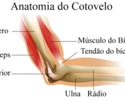 Músculos do Cotovelo - Origem e Inserção (6)