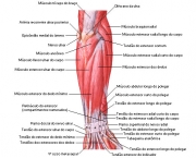 Músculos do Cotovelo - Origem e Inserção (7)