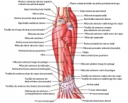 Músculos do Cotovelo - Origem e Inserção (8)