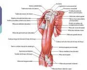 Músculos do Cotovelo - Origem e Inserção (11)