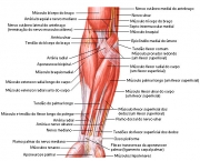 Músculos do Cotovelo - Origem e Inserção (9)