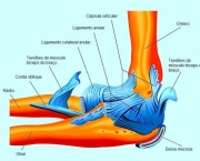 Músculos do Cotovelo - Origem e Inserção (12)