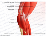 Músculos do Cotovelo - Origem e Inserção (14)