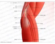 Músculos do Cotovelo - Origem e Inserção (15)