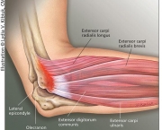 Músculos do Cotovelo - Origem e Inserção (16)