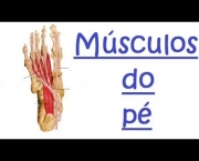 Músculos do Pé e Tornozelo (12)