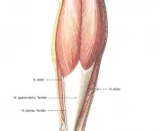 Músculos Envolvidos na Flexão Plantar (1)