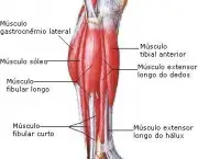 Músculos Envolvidos na Flexão Plantar (2)