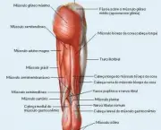 Músculos Envolvidos na Flexão Plantar (3)