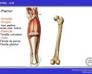 Músculos Envolvidos na Flexão Plantar (4)