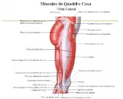 Músculos Envolvidos na Flexão Plantar (6)